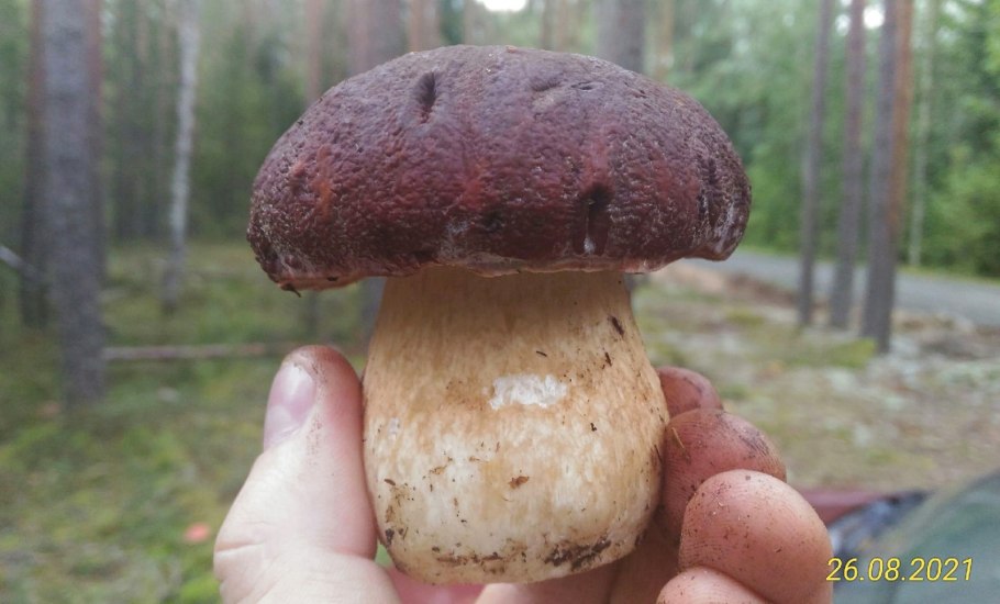 Паутинник красночешуйчатый