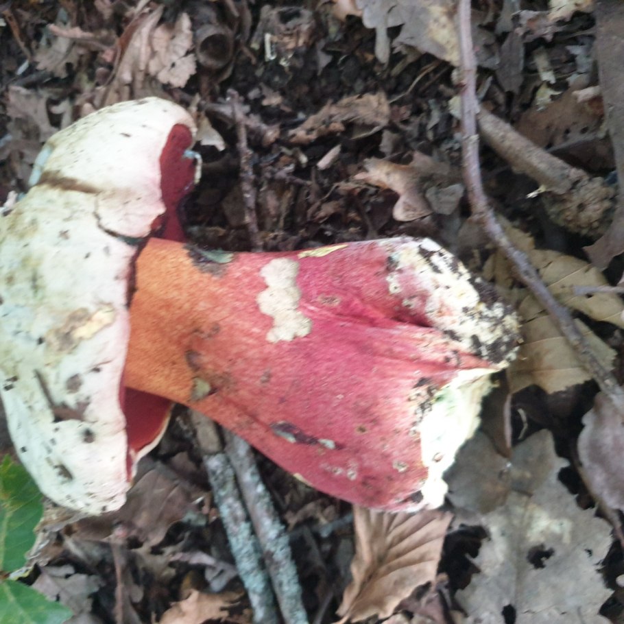 Мухомор Северный