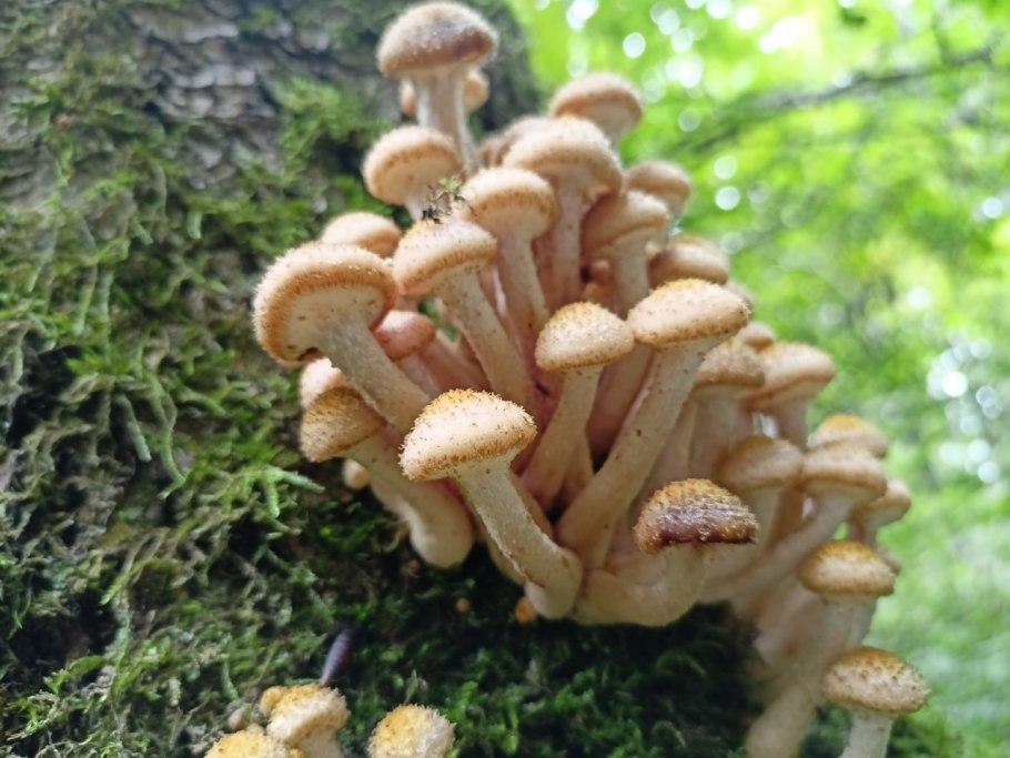 Armillaria mellea; Armillaria Borealis photos