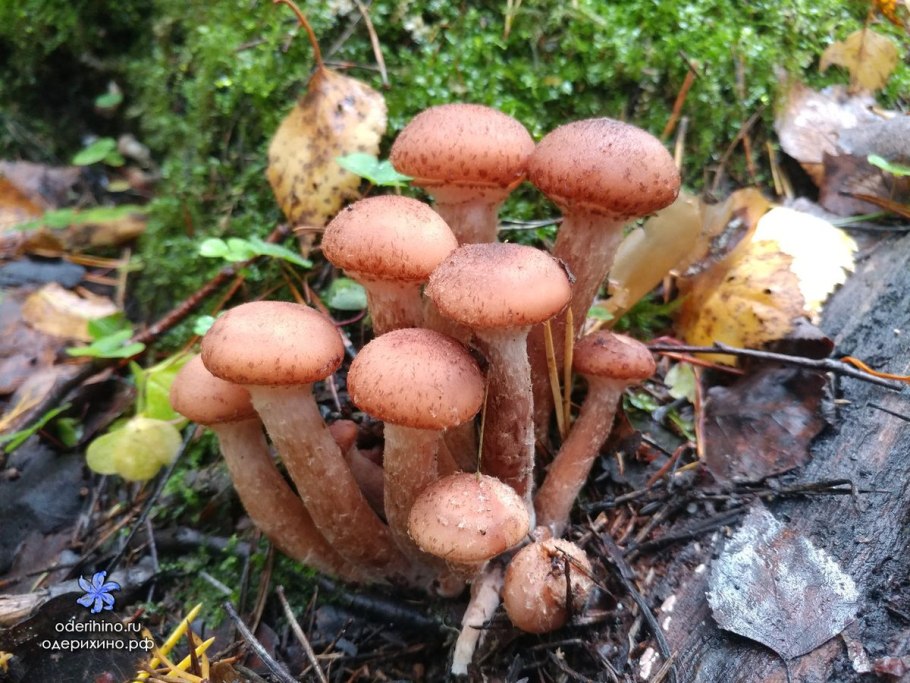 Осенние опята осенние опята