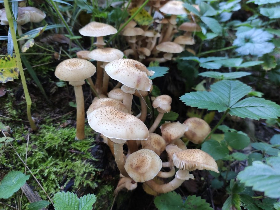 Осенние опята коричневые