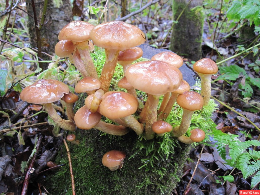 Опята луговые ложные