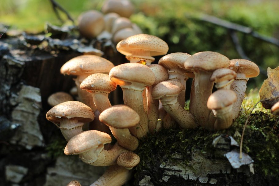 3. Armillaria mellea – опенок осенний