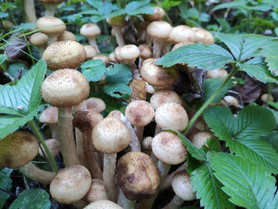 Опенок осенний (Armillariella mellea)