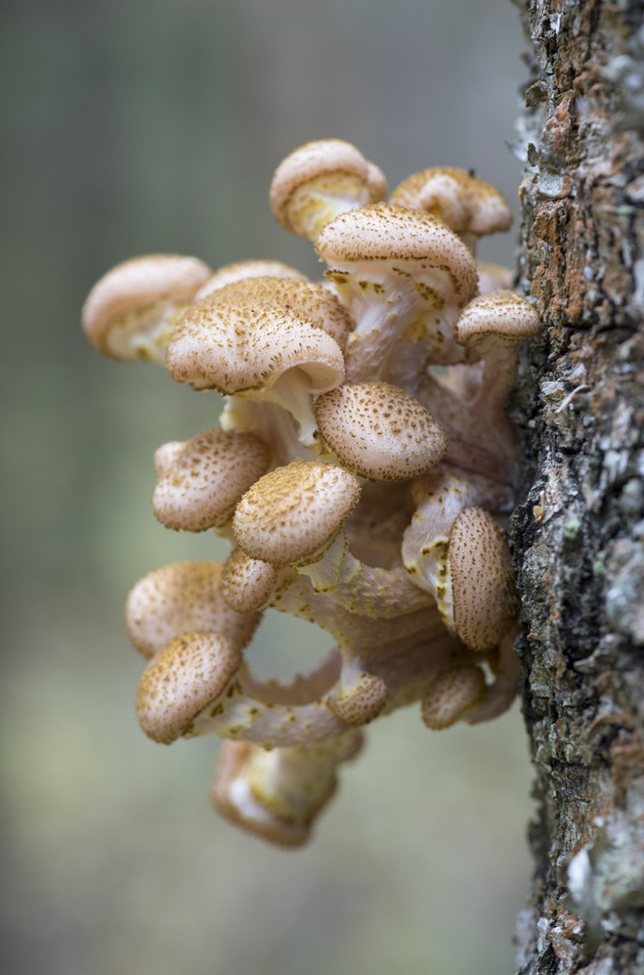 Опёнок луковичноногий