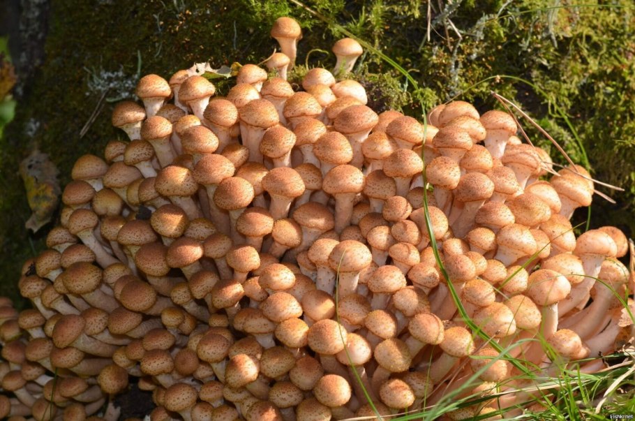 Опёнок осенний (Armillaria mellea)
