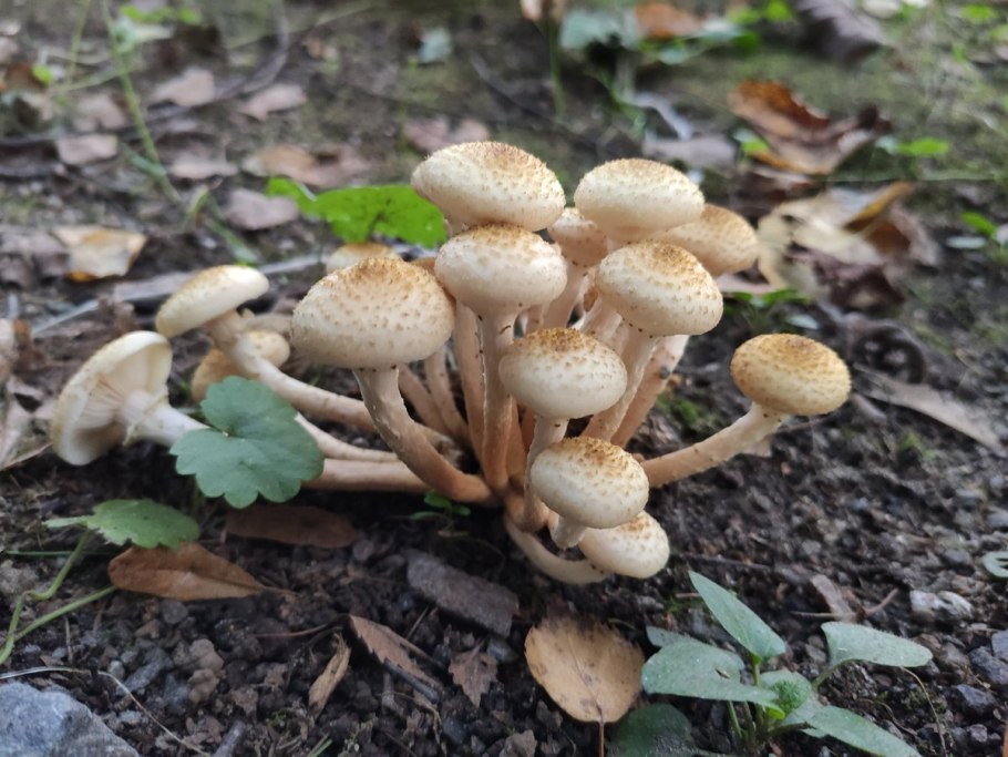 Опёнок осенний