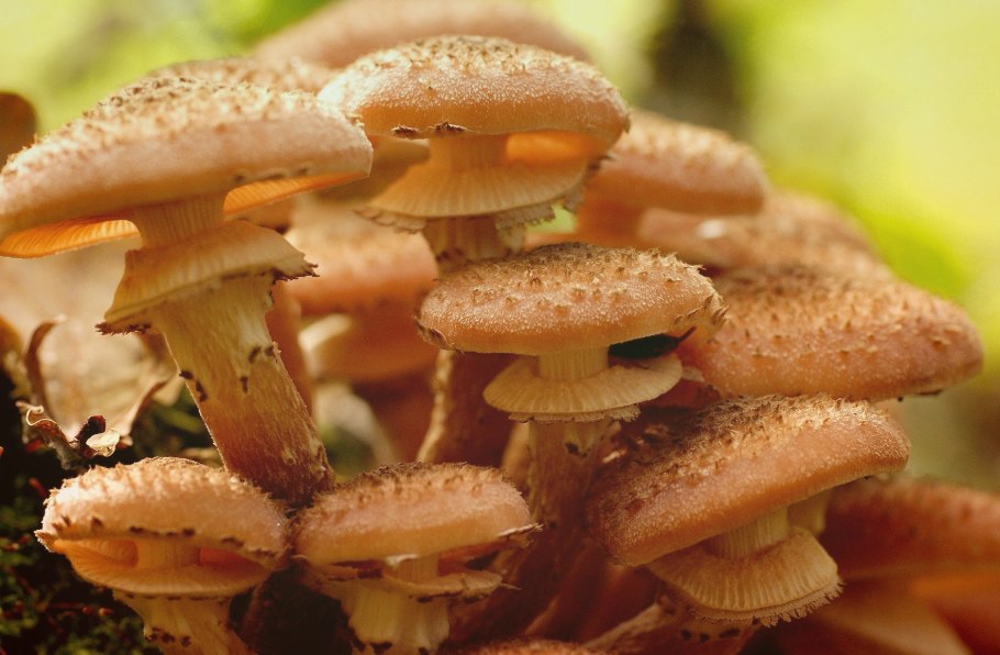 Опёнок осенний (Armillaria mellea)