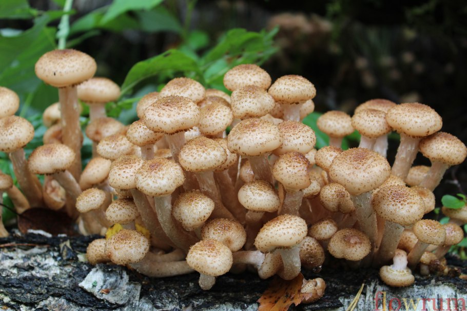 Опята семейство опят