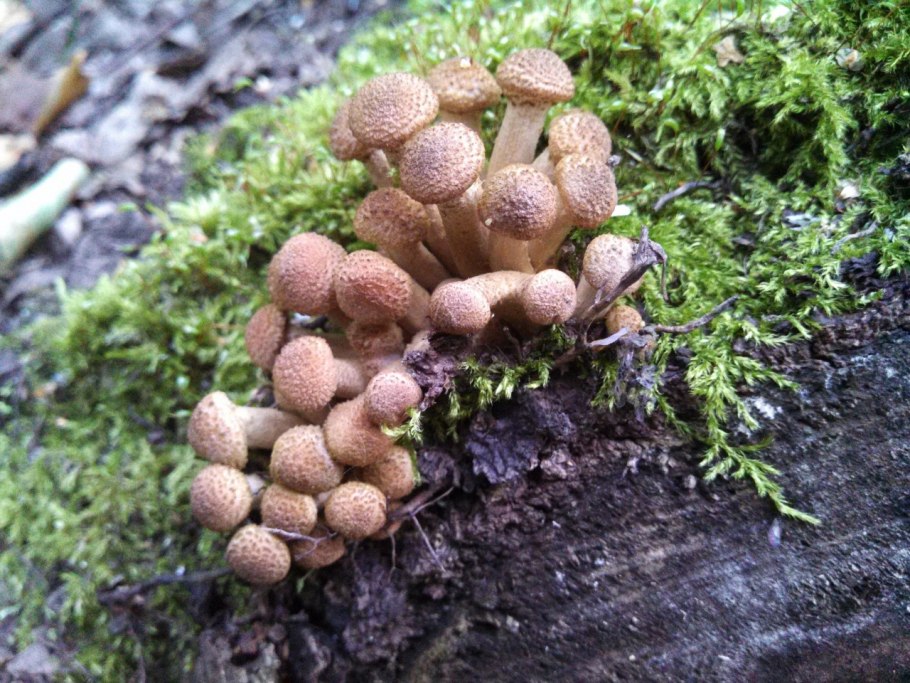 Грибы Приморского края опята