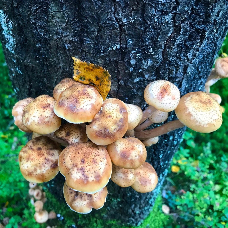 Летний опенок Kuehneromyces mutabilis