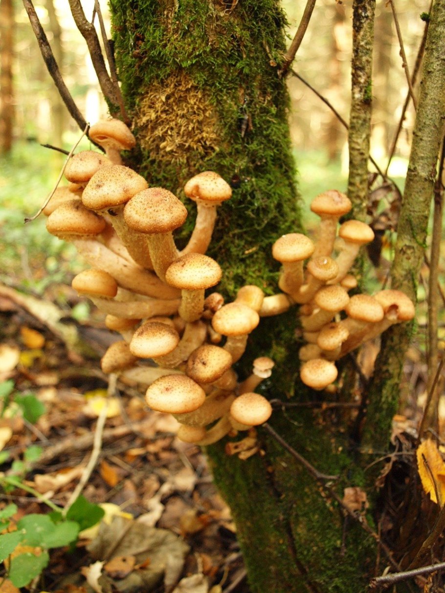 Armillaria mellea; Armillaria Borealis