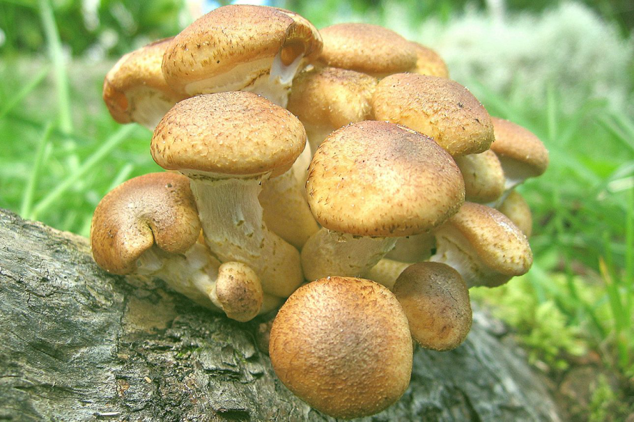 Опенок летний (kuehnerоmyces mutаbilis).