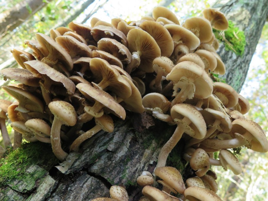 Летний опенок Kuehneromyces mutabilis
