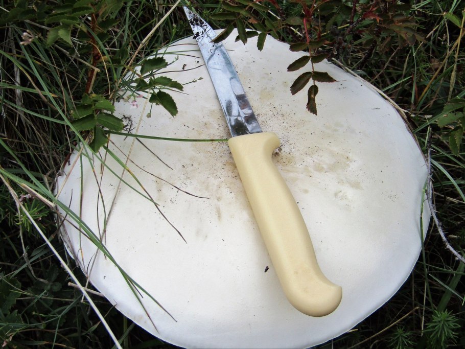 Шампиньон горный Крымский гриб