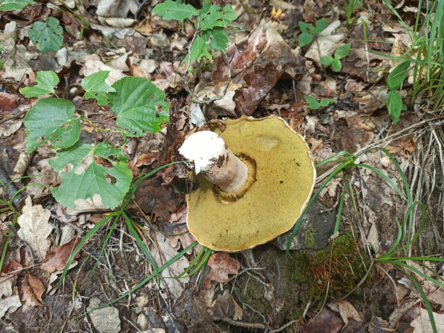 Шампиньон горный Крымский гриб