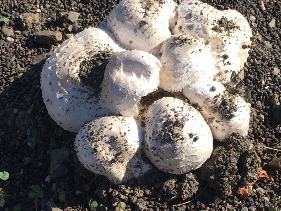 Грибы в горах