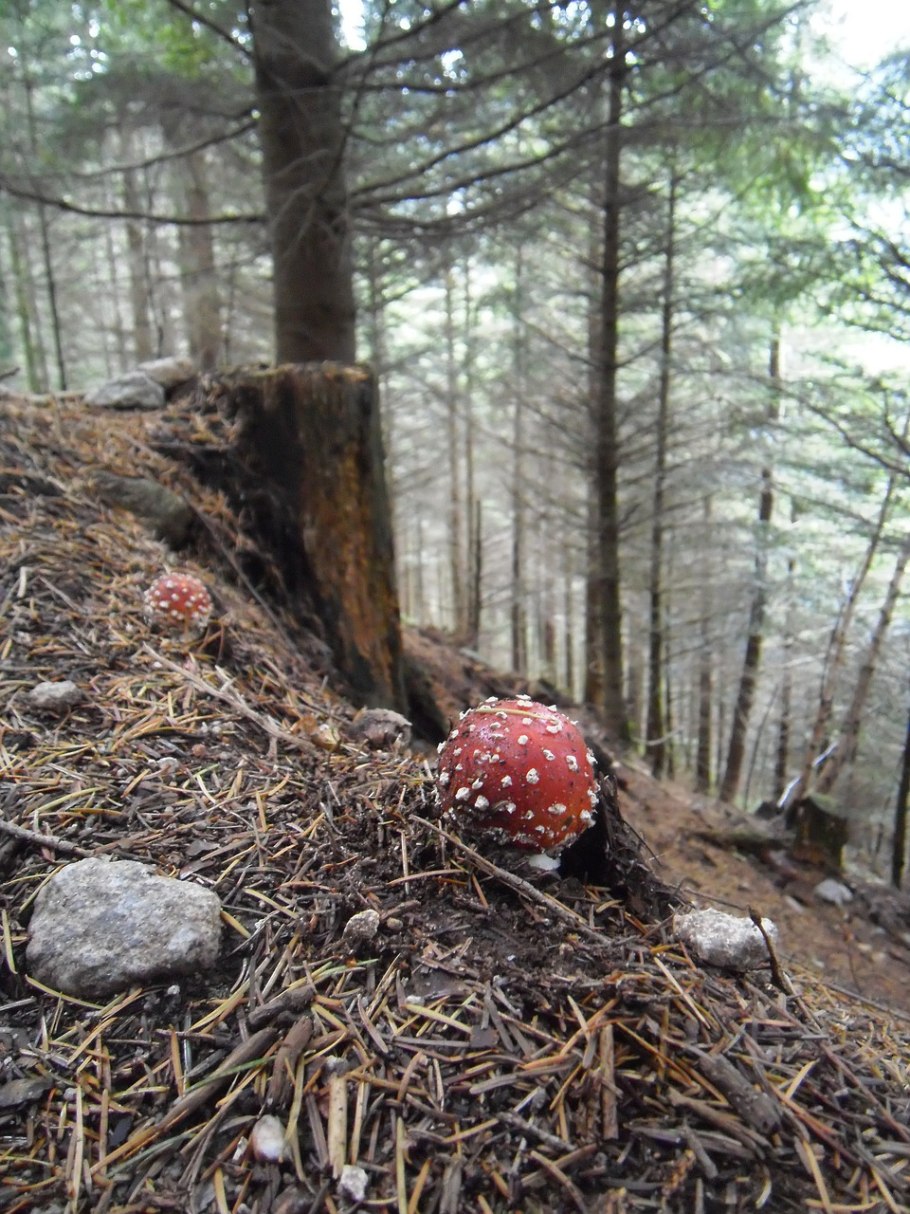 Крымский шампиньон