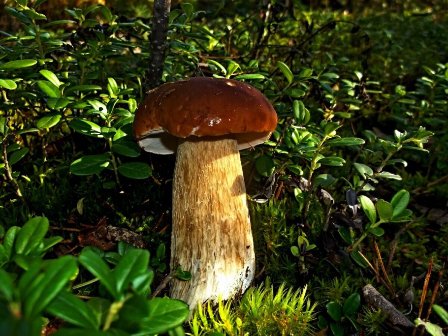 Гриб боровик