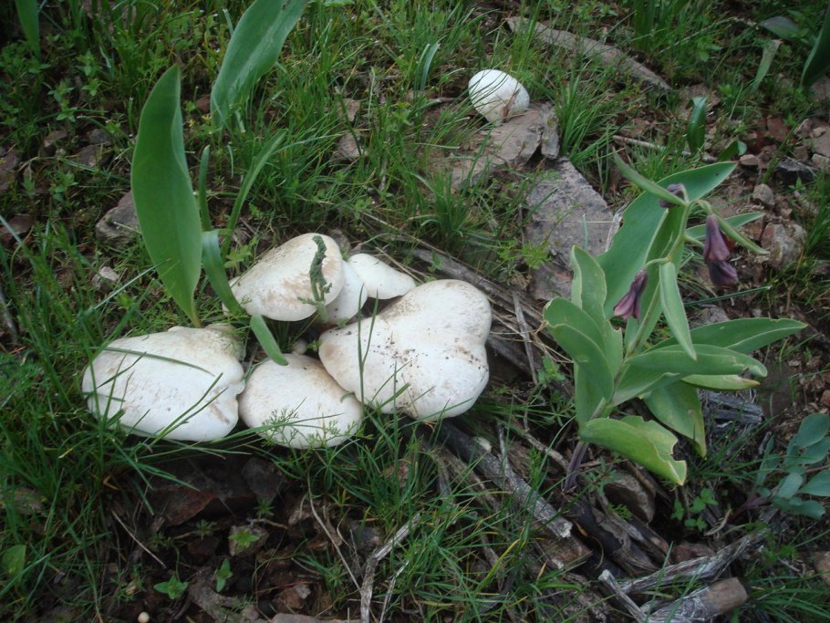 Крымский белый горный гриб