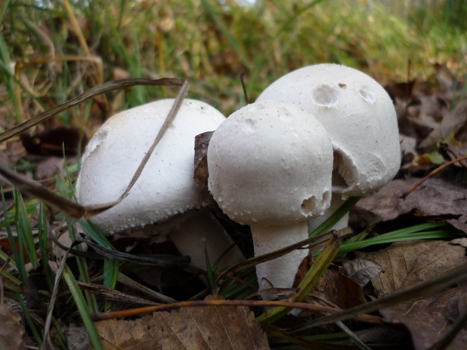 Шампиньон горный Крымский гриб