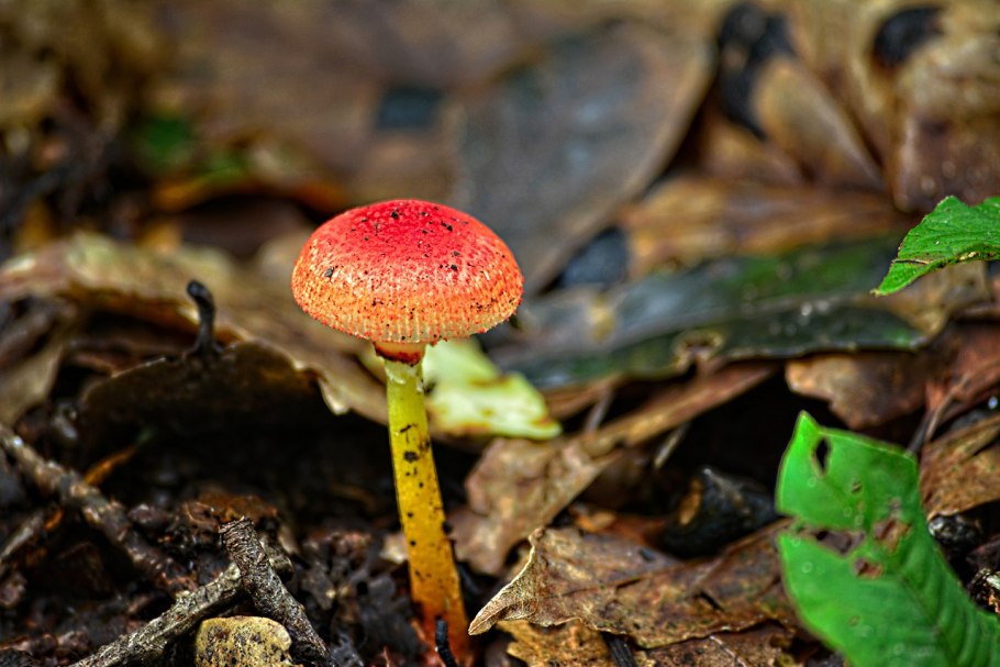 Древесные дальневосточные грибы