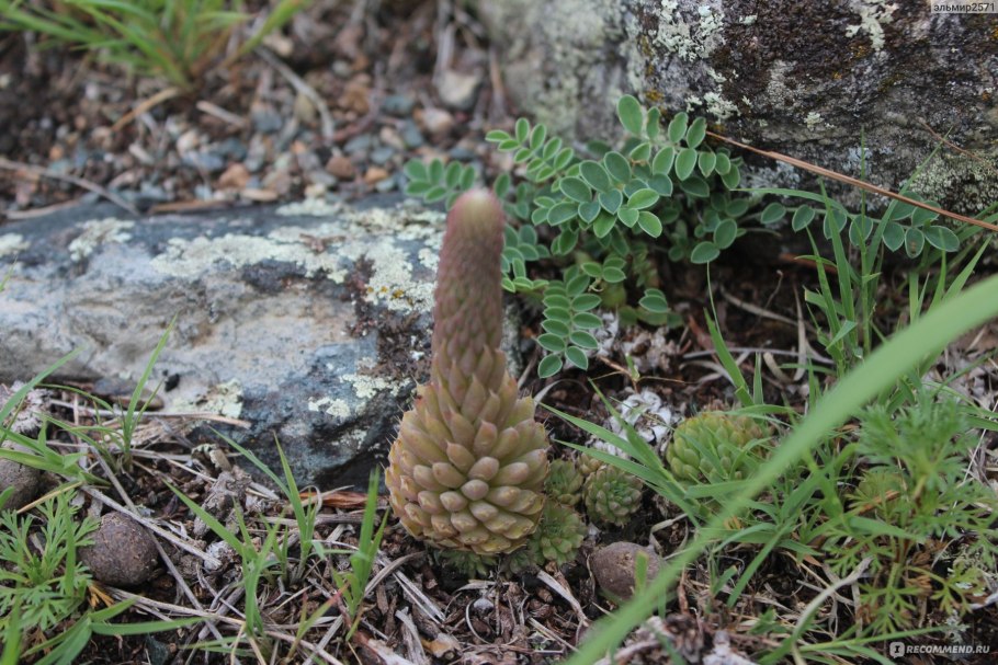 Грибы Крыма белый гриб Сосновик