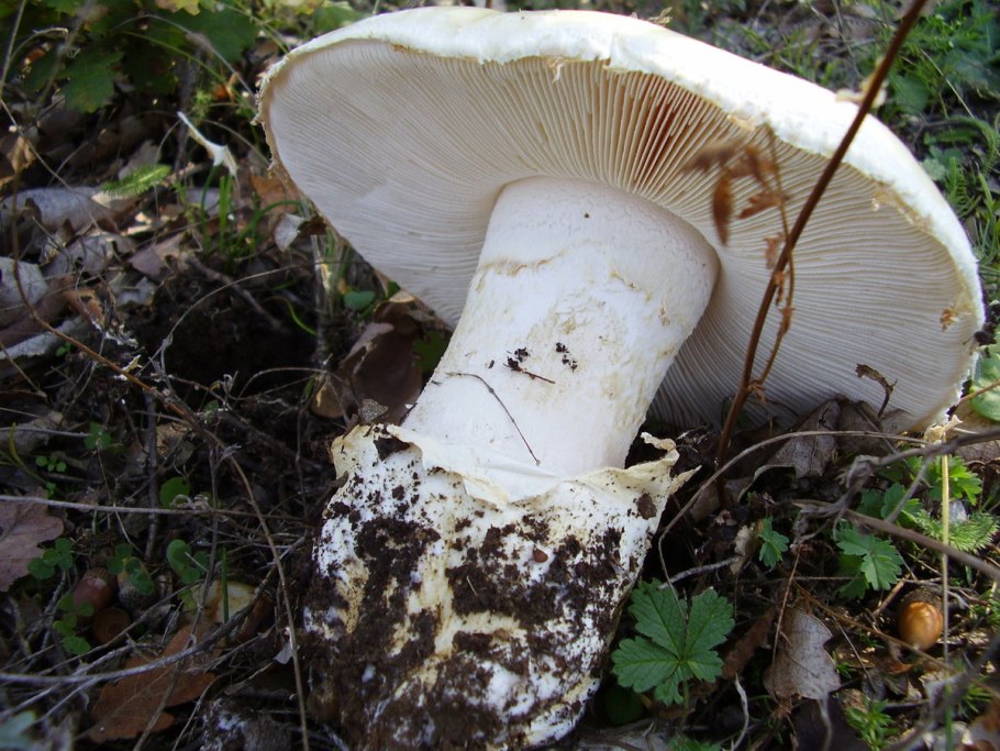 Белый горный гриб Крым