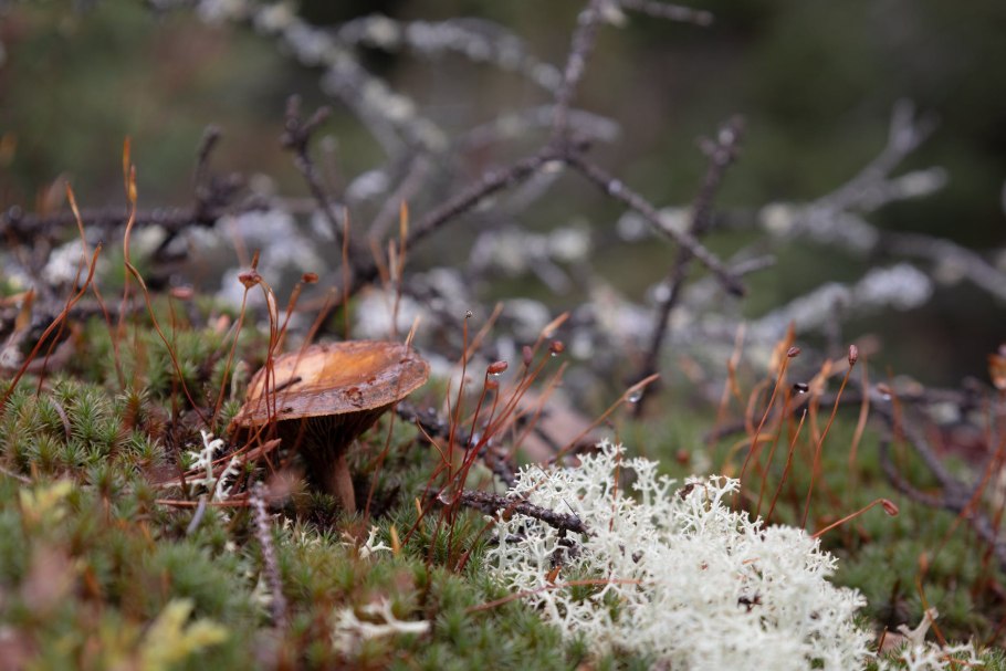 Гриб подорожник съедобный