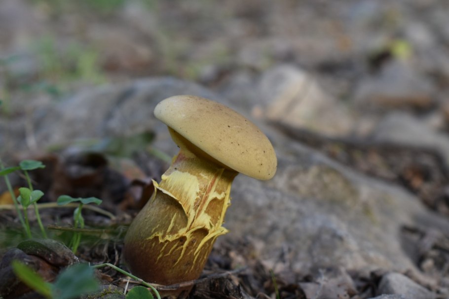 Корзинка с грибами