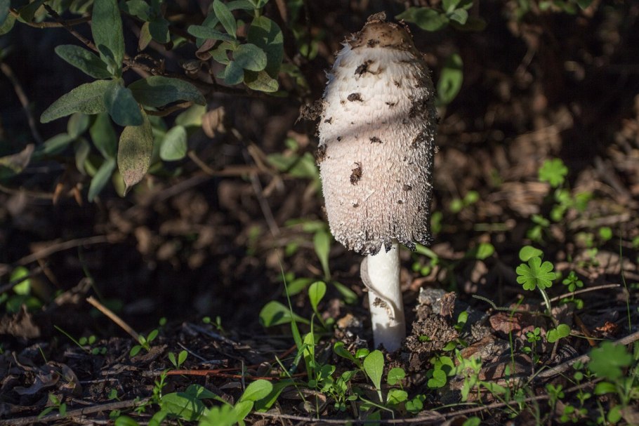 Грибы в горах Кавказа