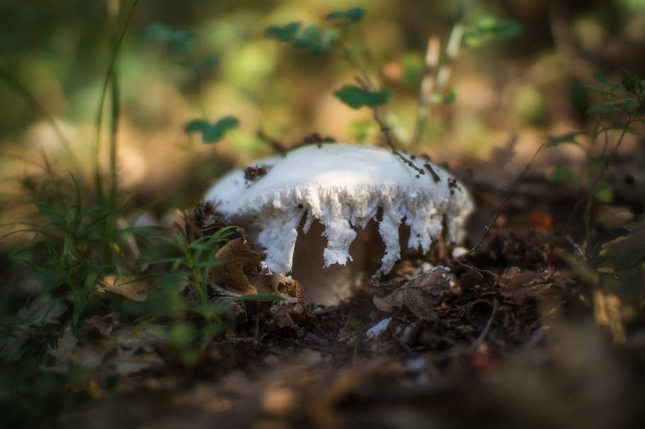 Опята в Сочи