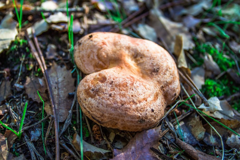 Крымский белый гриб