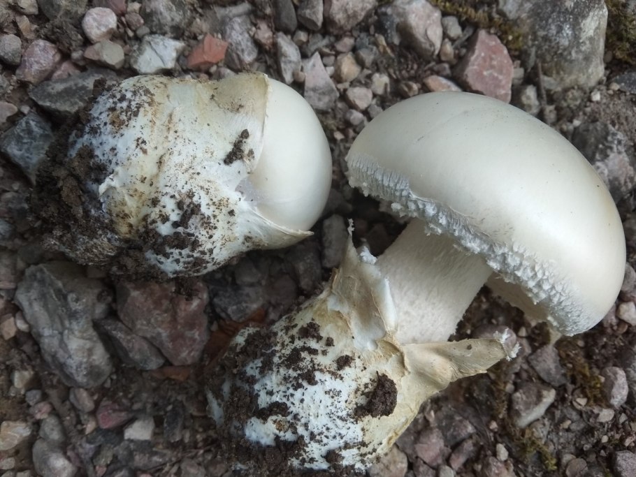 Крымский яйцевидный мухомор белый горный