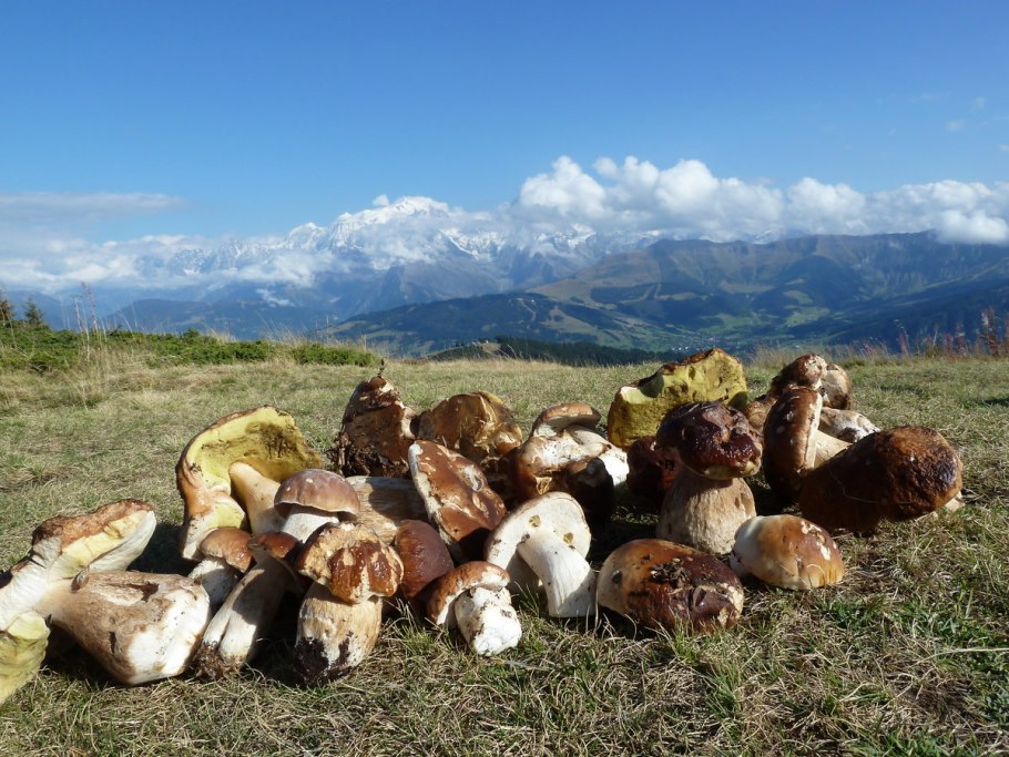 Говорушка гигантская гриб