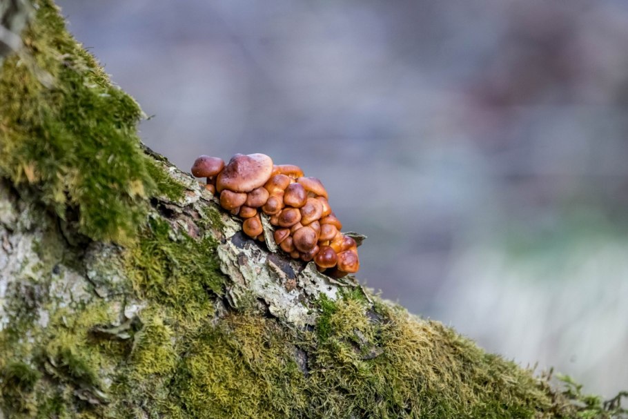 Грибы горного леса