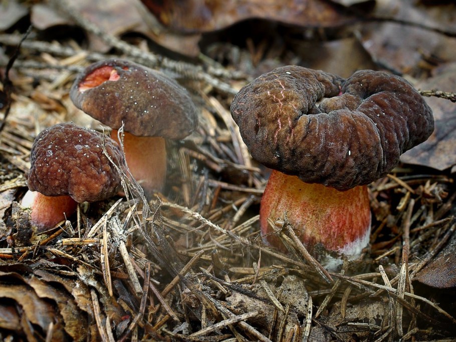 Моховик бархатный Xerocomus pruinatus