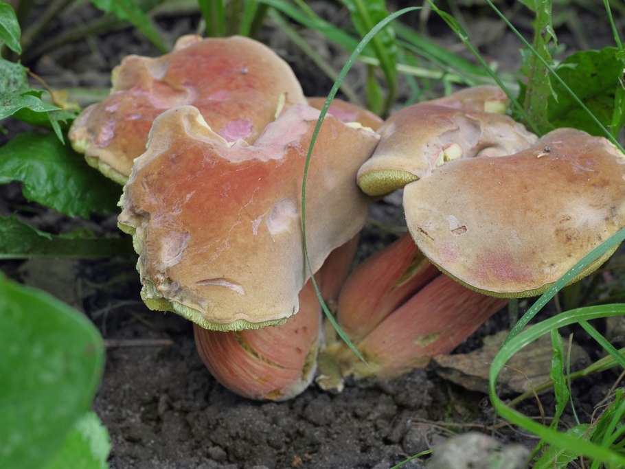 Моховик буйволиный (Xerocomus bubalinus