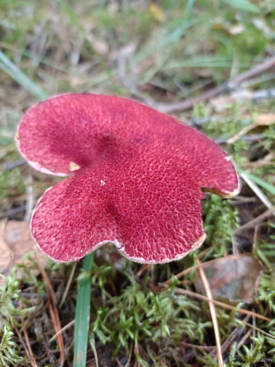 Болетин болотный