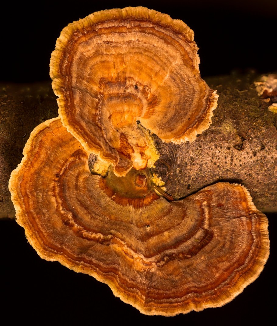 Древесный гриб фото