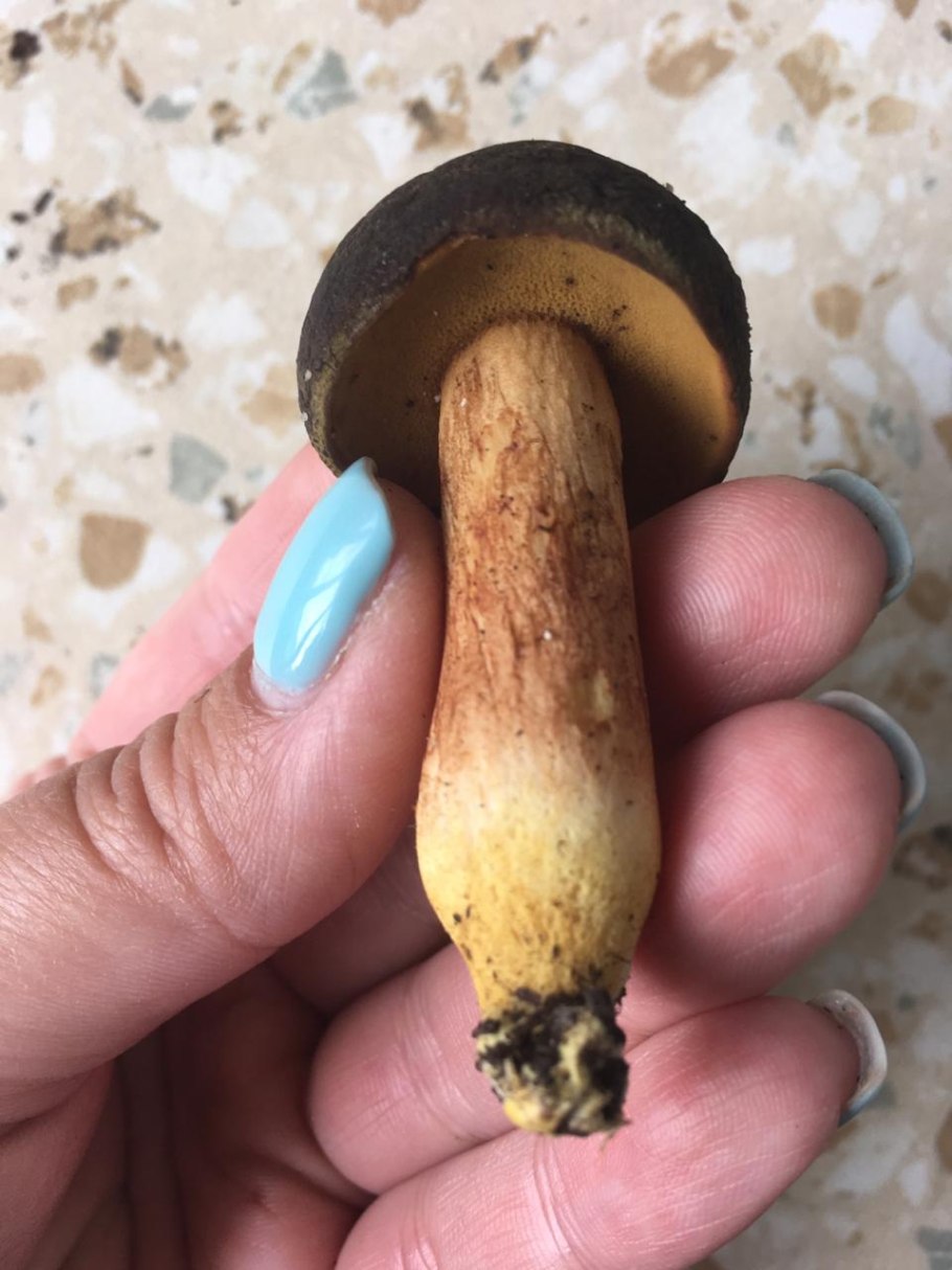 Моховик бархатный Xerocomus pruinatus