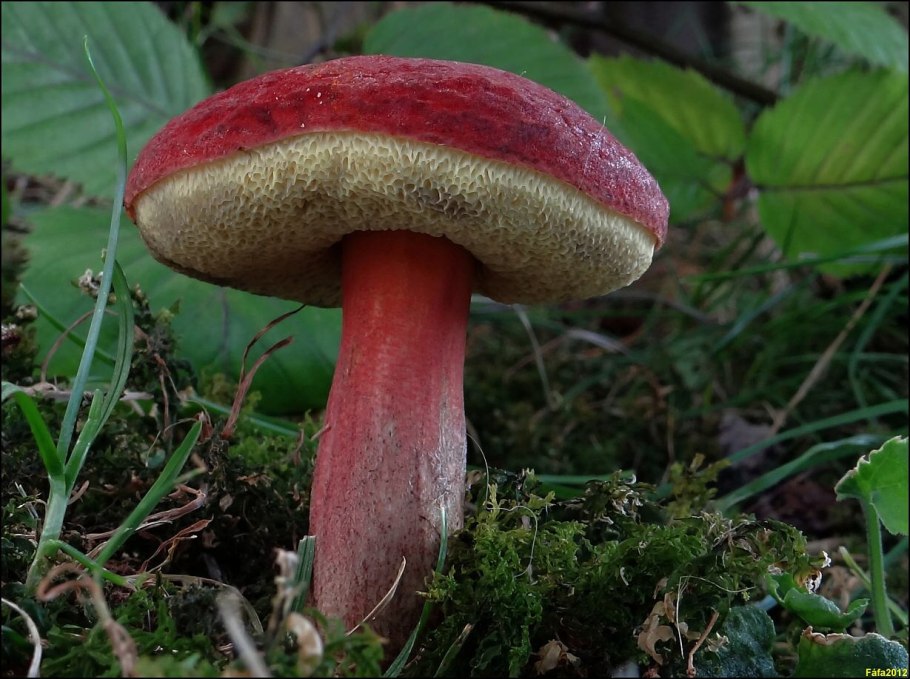 Моховик красный Xerocomus rubellus