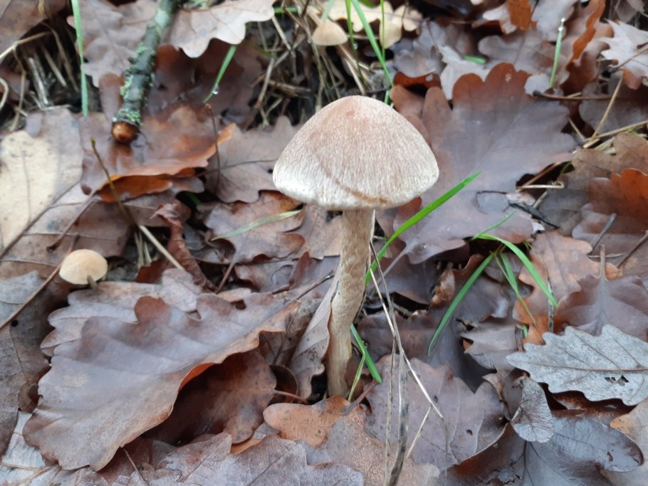 Гриб Псатирелла бархатистая