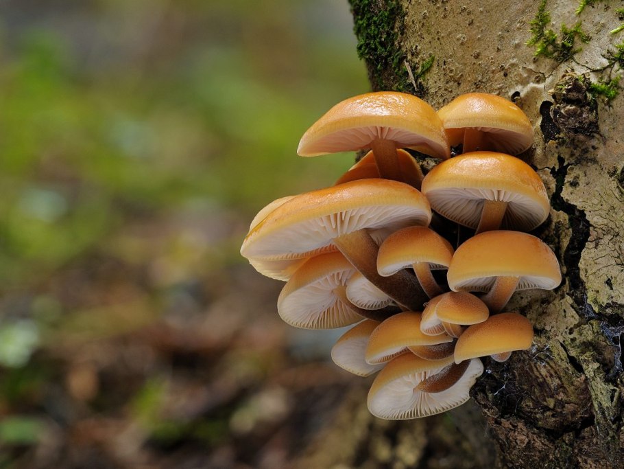 Фламмулина бархатистоножковая