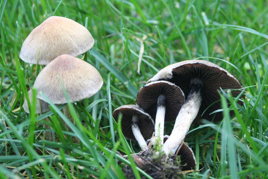 Псатирелла бархатистая (Psathyrella lacrymabunda)