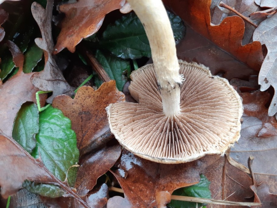 Грибы с шелковистой шляпкой