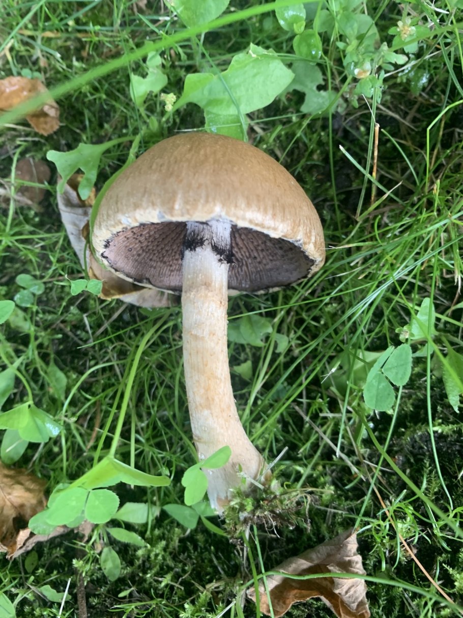 Псатирелла бархатистая (Psathyrella lacrymabunda)