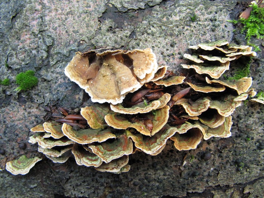 Паразитизм. Стереум