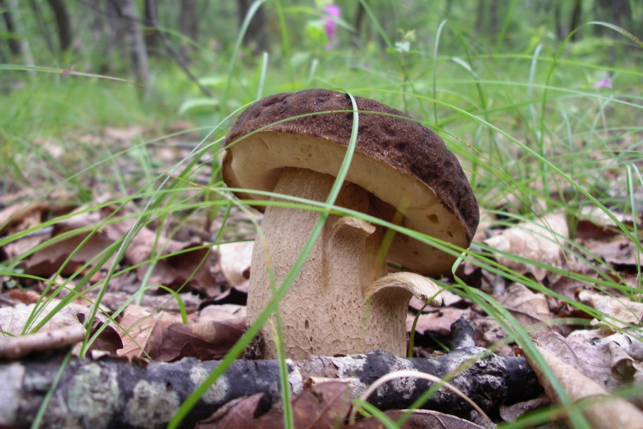 Гриб с коричневой бархатной шляпкой