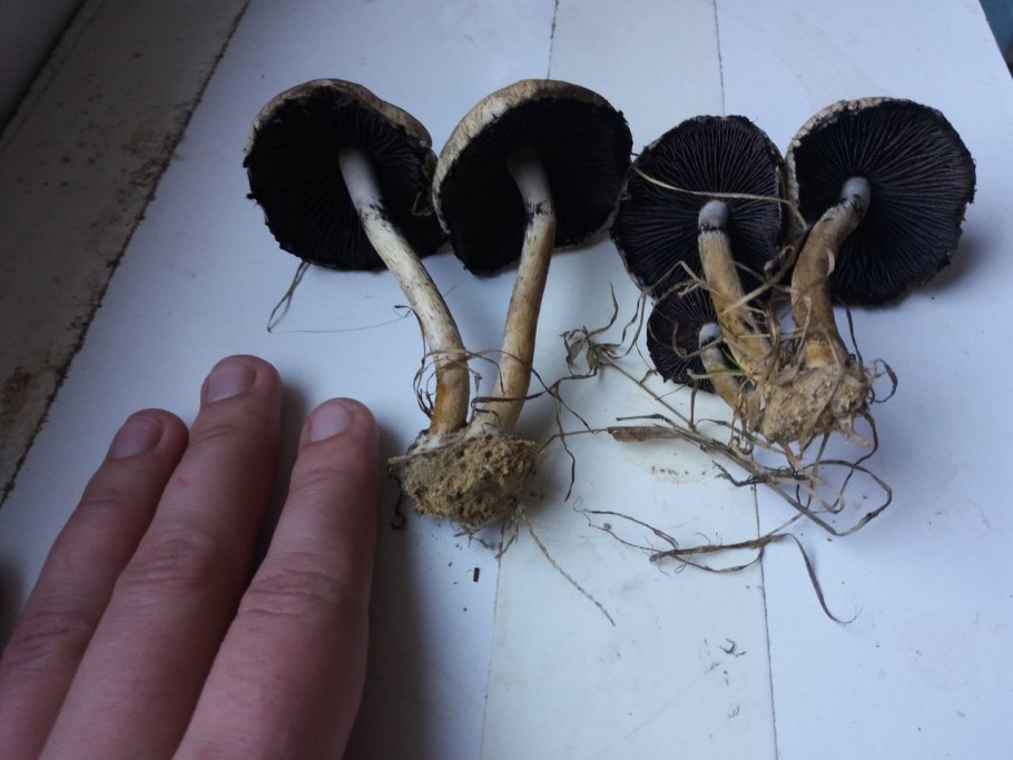 Гриб Псатирелла бархатистая фото